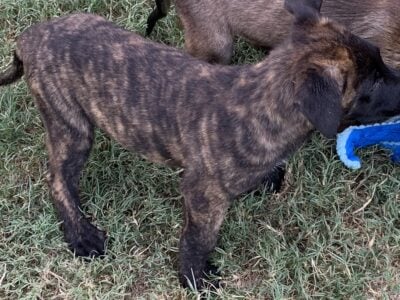 Tiger Dutch Shepherd