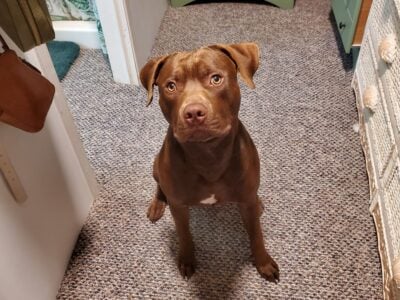 8 month old Chocolate APBT