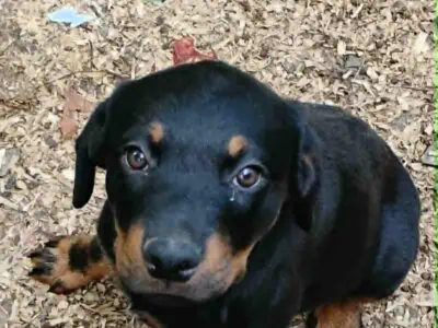 German Rottweiler Puppies