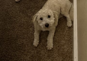 Maltipoo