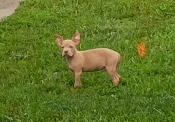 Fawn color pit puppy