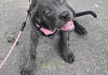Cane corso puppies