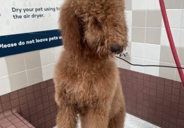 Golden Doodle for sale
