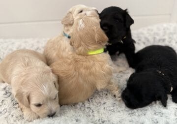 Miniature Schnauzer