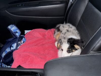 Mini Australian Shepherd