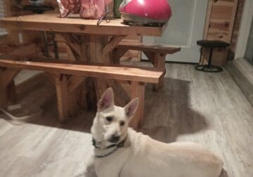 White Female German Shepherd