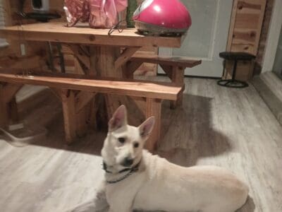 White Female German Shepherd