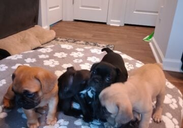 Frenchy puppies