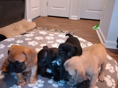 Frenchy puppies