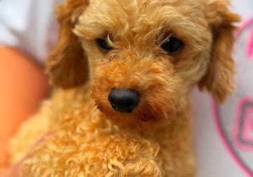 Female toy poodle