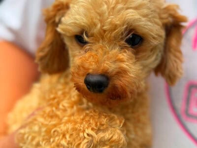 Female toy poodle