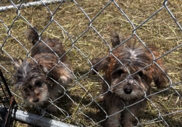 Yorkie Poodles Ready for Homes