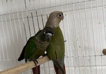 Green cheek conure
