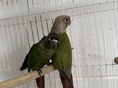 Green cheek conure