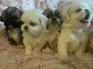 Registered Shih tzu puppies