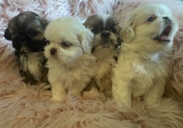 Registered Shih tzu puppies
