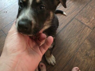 panda german shepards