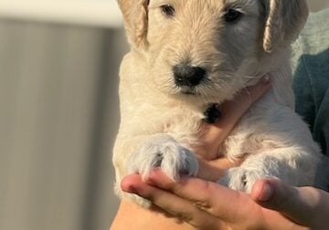 Goldendoodles Looking for Forever Home