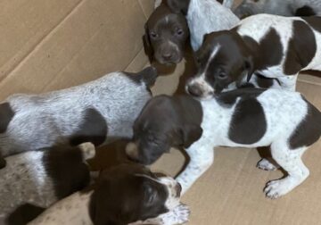 Puppies for sale