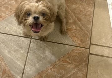 Blue the shih tzu
