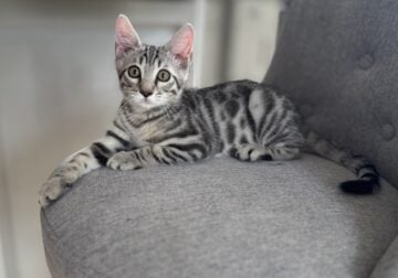 Bengal Kitten Male