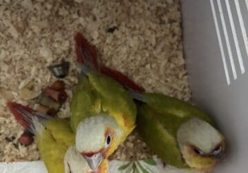 Pineapple conure