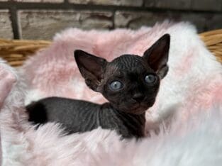 Sphynx Bambino Kittens