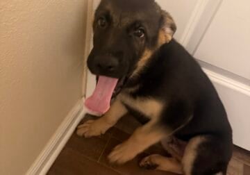 German shepherd