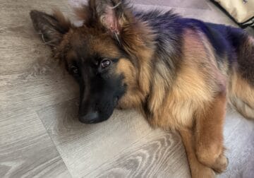 AKC Female German Shepherd