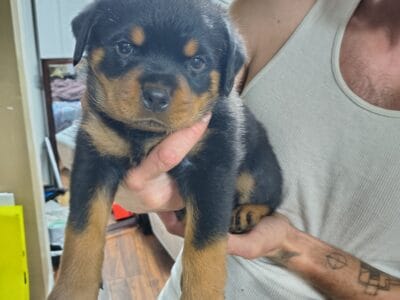 Rottweiler puppy