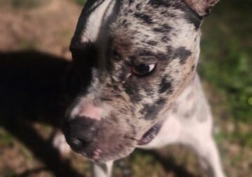 Beautiful Female Puppy