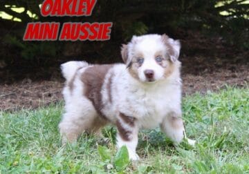 Oakley Male Mini Australian Shepherd