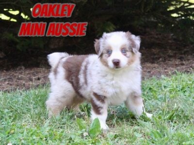Oakley Male Mini Australian Shepherd