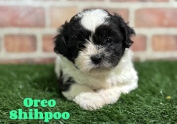 Oreo Male Shihpoo