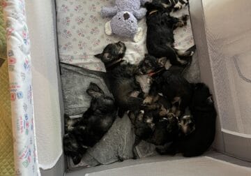 Miniature Shnauzers
