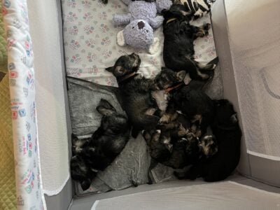 Miniature Shnauzers