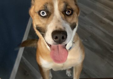 Princess needs a 2nd chance