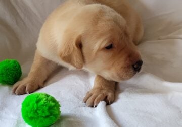 Hunter Fox Red Lab