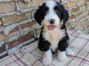 Standard Bernedoodle