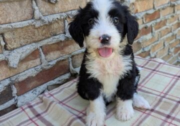 Standard Bernedoodle
