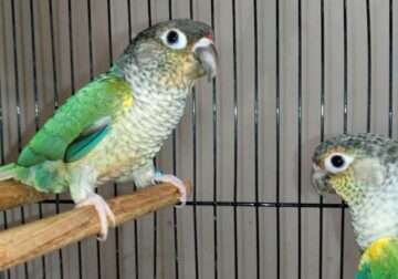 Breeding Birds
