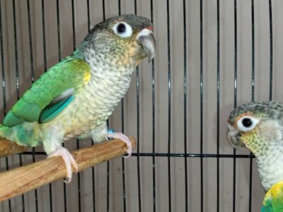 Breeding Birds