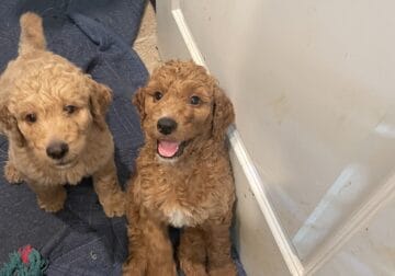 Standard poodle pups