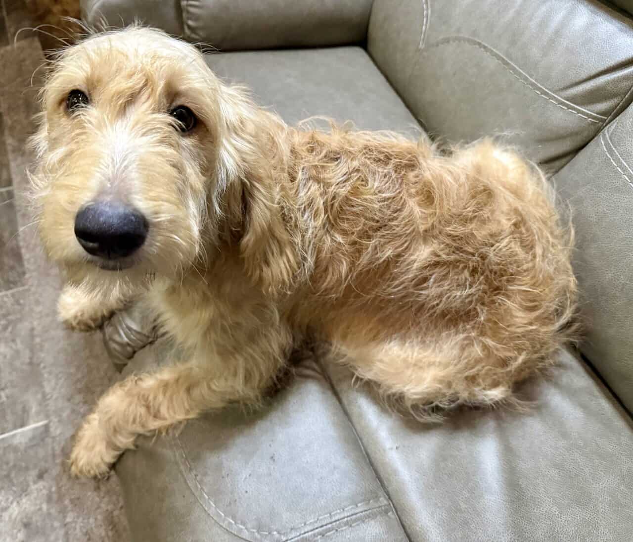 Goldendoodle Puppy - Golden Nugget image 5