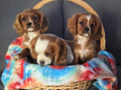 Cavalier King Charles Spaniel Puppies