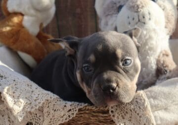 blue tri male 1