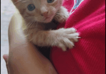 Kitties