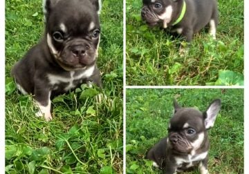 French Bulldog Male Puppy #2