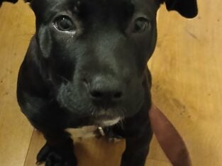 Female Cane Corso Puppy