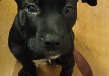 Female Cane Corso Puppy